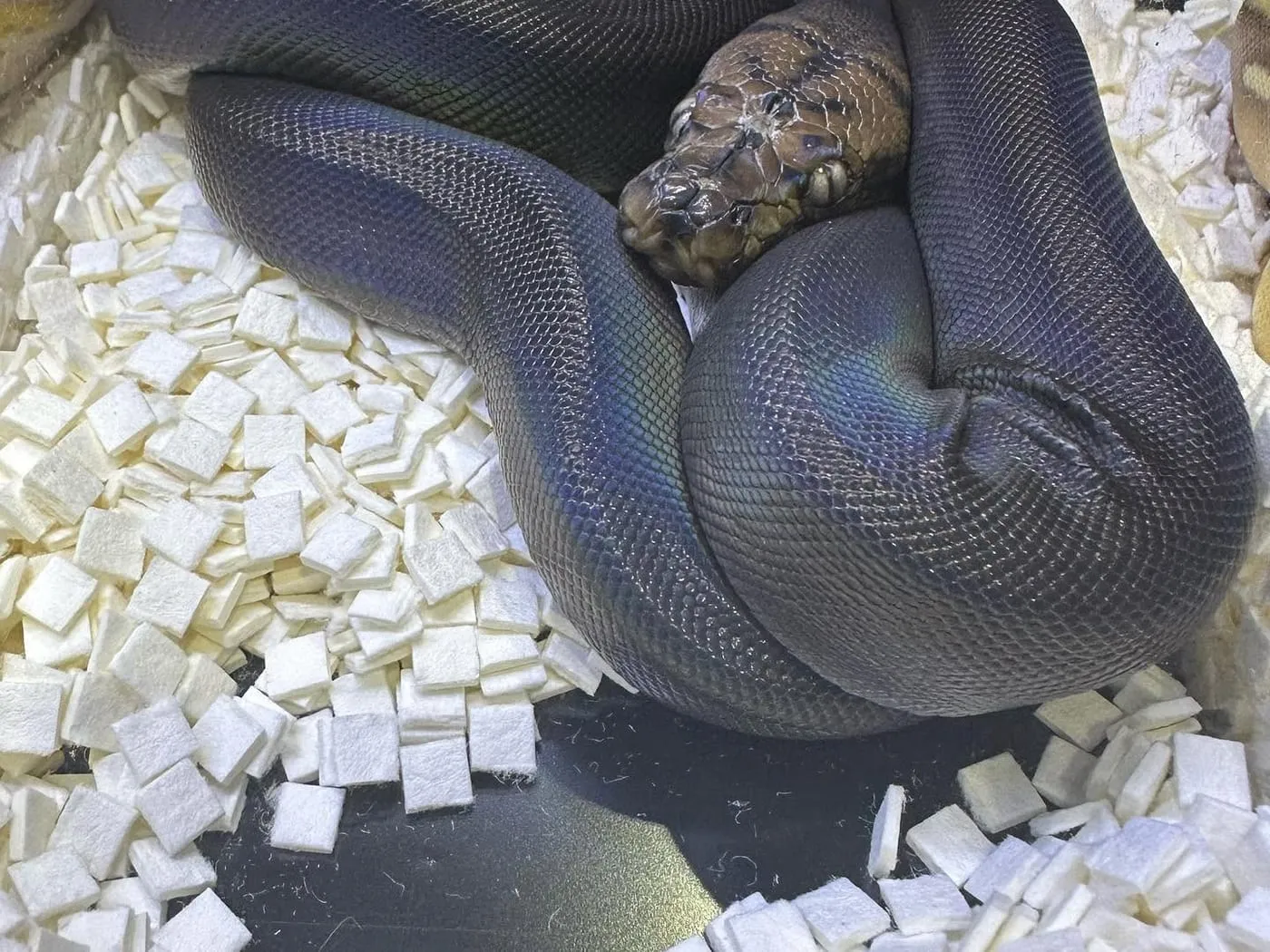 A dark slate-blue ball python coiled on white bedding, head resting on its coils