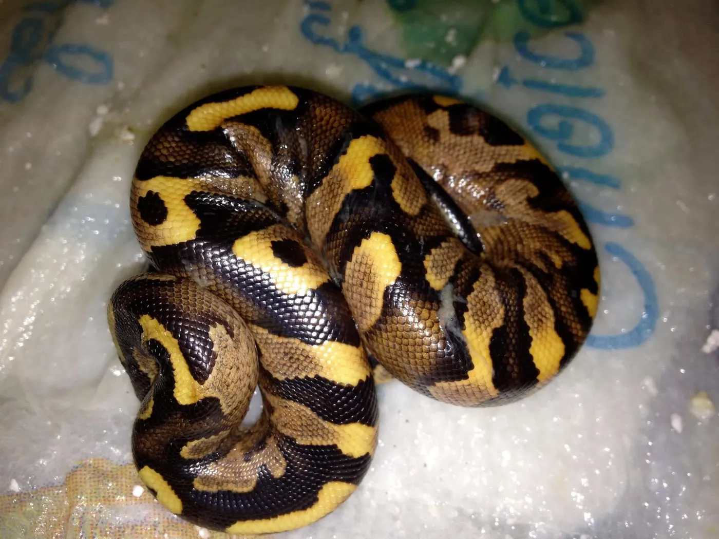 A yellow and black ball python hatchling coiled on paper towel
