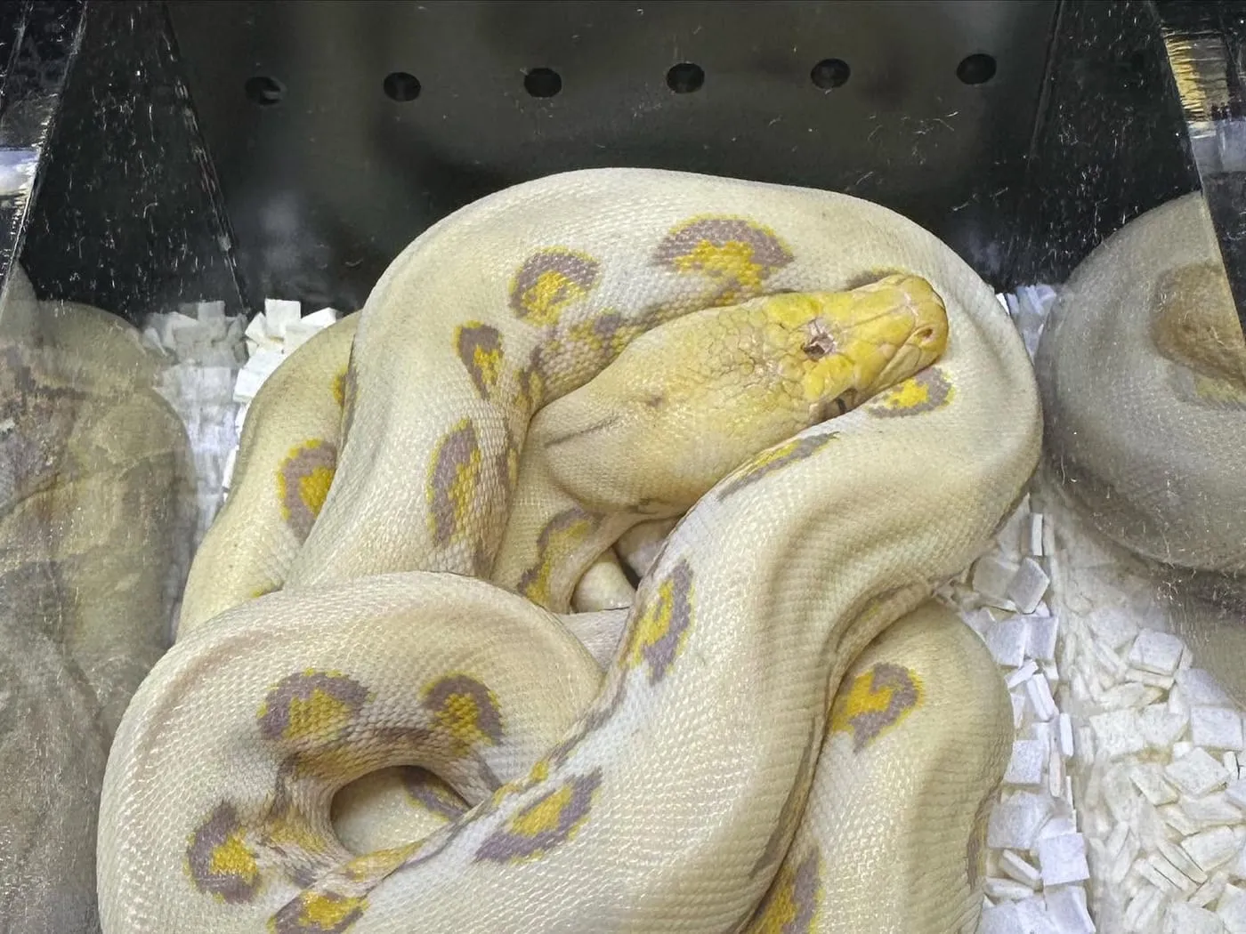 Pale yellow and white ball python morphs coiled together in a display tub