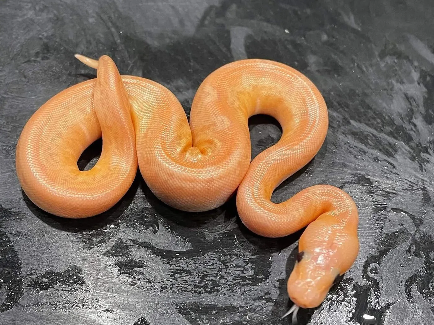 A banana ball python looping across a dark slate surface, its orange scales catching the light