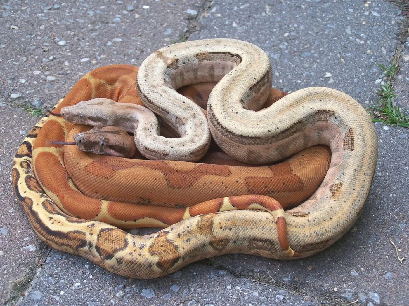 Two boa constrictors, a hypo and a normal, coiled together on pavement