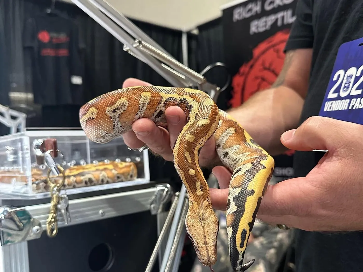 A vendor holding a young boa constrictor out in both hands above the display cases