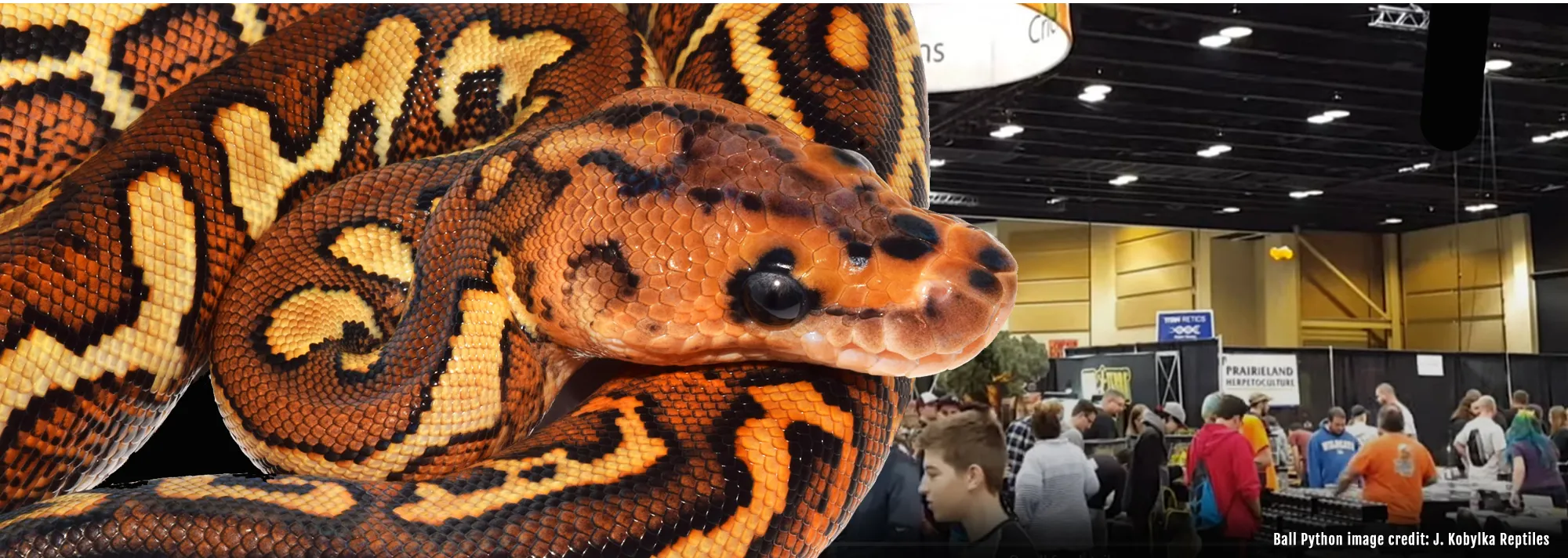 NARBC Tinley Park reptile show