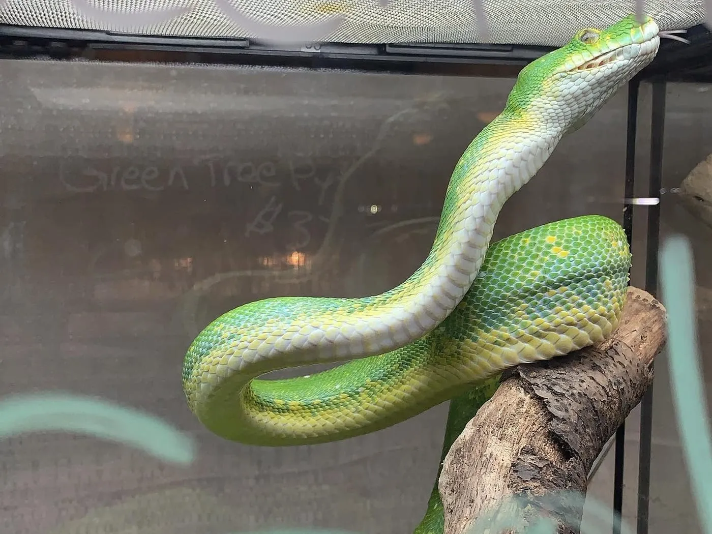 A green tree python coiled around a branch inside a display enclosure