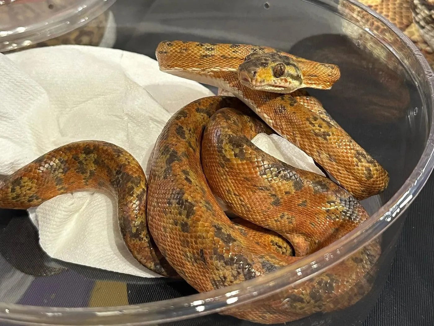 An orange hatchling snake coiled in a deli cup, head lifted toward the lid