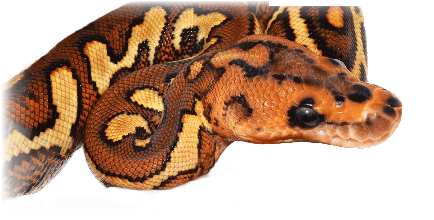 Clown ball python in full coil, head turned away toward the right