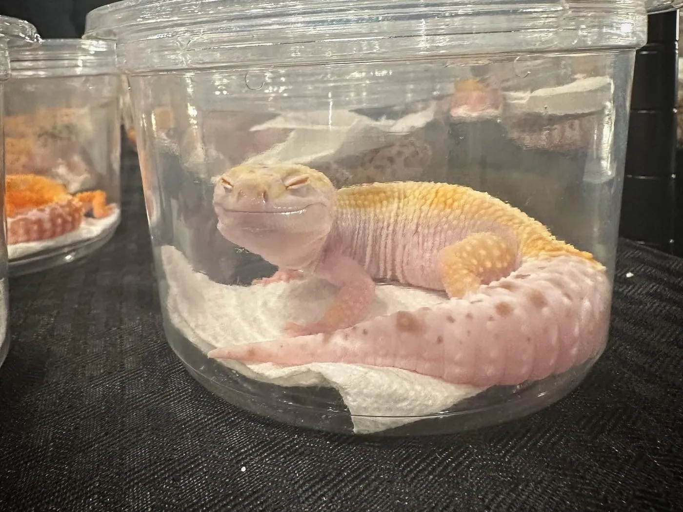A leopard gecko looking out from a deli cup on a breeder's table