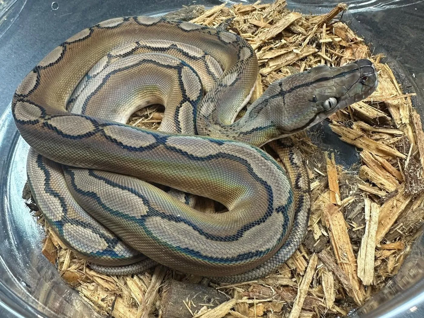A patterned python coiled on aspen bedding with its head raised