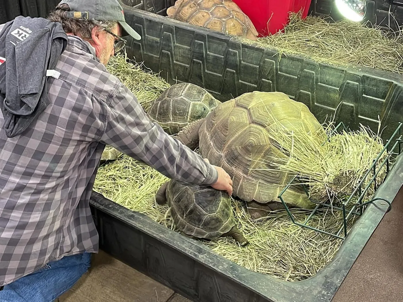 A keeper leaning into a pen of large tortoises bedded on hay at the show